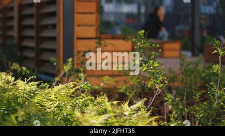 Gros plan de verdure dans un bâtiment résidentiel. Films. Aménagement paysager de zones résidentielles et de complexes. Belle verdure sur fond flou Banque D'Images