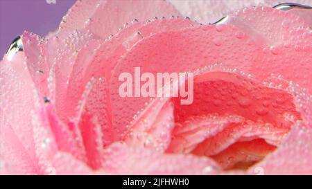 Bulles sous l'eau sur pétales de rose. Films. Pétales de rose délicats avec bulles. Gros plan des bulles sur les pétales de rose dans de l'eau claire Banque D'Images