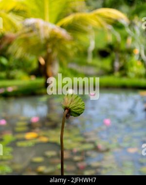 Concentrez-vous sur une seule gousse de fleurs de lotus avec un arrière-plan flou de palmiers qui poussent dans un étang avec des fleurs de lotus roses et des blocs de lilly Banque D'Images