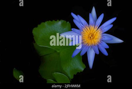 Fleur de lotus violet et jaune en pleine fleur. Fond noir et blocs lilly verts Banque D'Images