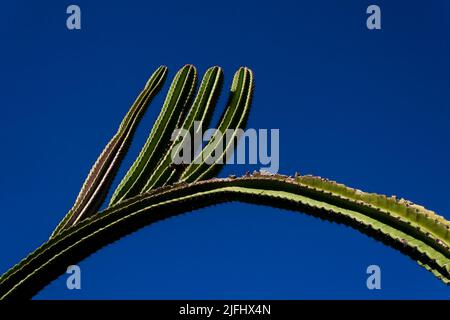 détail de facheiro cactus (pilosocereus pachycladus) avec ciel bleu profond Banque D'Images