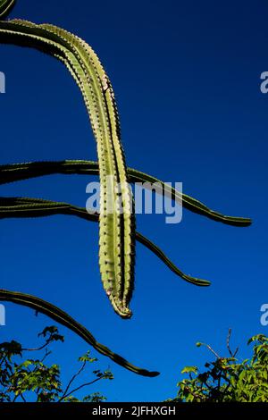 détail de facheiro cactus (pilosocereus pachycladus) avec ciel bleu profond Banque D'Images