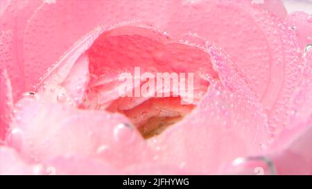 Bulles sous l'eau sur pétales de rose. Films. Pétales de rose délicats avec bulles. Gros plan des bulles sur les pétales de rose dans de l'eau claire Banque D'Images