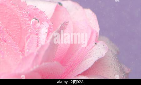 Bulles sous l'eau sur pétales de rose. Films. Pétales de rose délicats avec bulles. Gros plan des bulles sur les pétales de rose dans de l'eau claire Banque D'Images