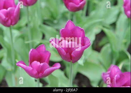 Tulipes pourpres (Tulipa) Passionale fleurissent dans un jardin en avril Banque D'Images