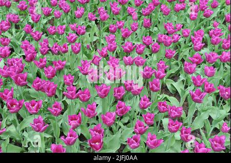 Tulipes pourpres (Tulipa) Passionale fleurissent dans un jardin en avril Banque D'Images