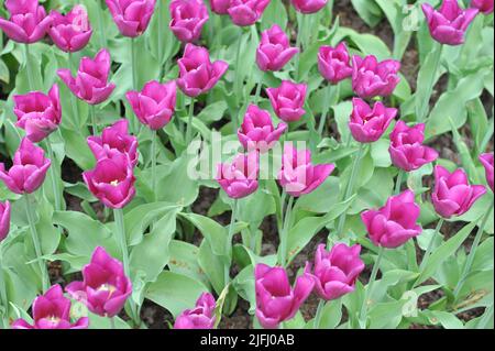 Tulipes pourpres (Tulipa) Passionale fleurissent dans un jardin en avril Banque D'Images