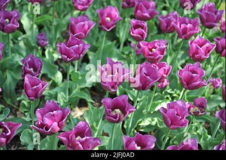 Tulipes pourpres (Tulipa) Passionale fleurissent dans un jardin en avril Banque D'Images