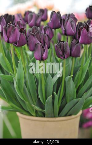 Un bouquet de tulipes (Tulipa) Paul Scherer, violet foncé et presque noir, lors d'une exposition en mai Banque D'Images