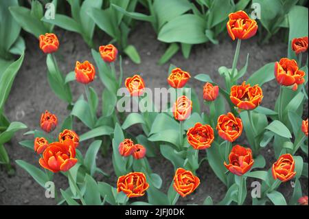 Orange Double tulipes tardives (Tulipa) fleurs de galets dans un jardin en avril Banque D'Images