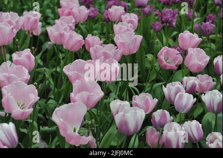 Tulipes uniques tardives (Tulipa) fleur de diamant rose dans un jardin en avril Banque D'Images