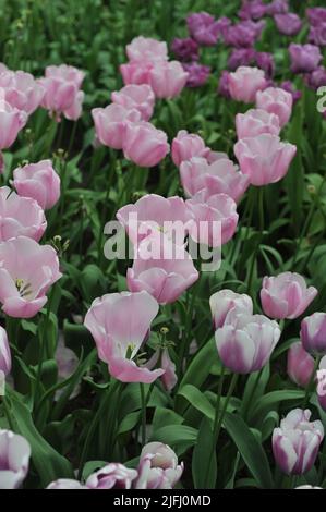 Tulipes uniques tardives (Tulipa) fleur de diamant rose dans un jardin en avril Banque D'Images