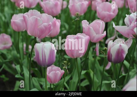 Tulipes uniques tardives (Tulipa) fleur de diamant rose dans un jardin en avril Banque D'Images