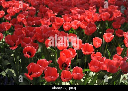 Rose Darwin tulipes hybrides (Tulipa) impression rose fleurissent dans un jardin en avril Banque D'Images