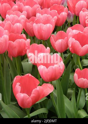 Rose Darwin tulipes hybrides (Tulipa) impression rose fleurissent dans un jardin en mars Banque D'Images