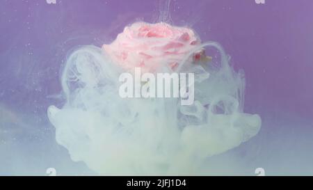 Gros plan de fleur rose pâle dans un aquarium recouvert d'encre de hite. Films. Fleur douce en fleur sous l'eau avec de la peinture liquide. Banque D'Images