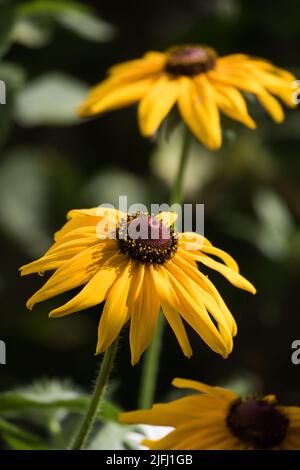 Susan à yeux noirs (Rudbeckia hirta) qui grandit dans un jardin d'intérieur dans le sud de la Californie Banque D'Images