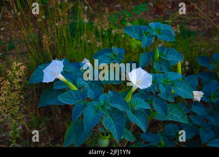 Vue en grand angle de la plante de métal de Datura avec des graminées entre les feuilles Banque D'Images