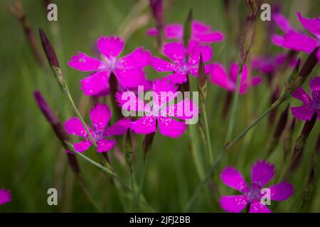 Rose jeune, rose prairie (Dianthus deltoides) Banque D'Images