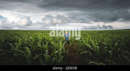 Un agriculteur inspecte les épis de maïs dans son champ par une journée nuageuse. Agronome dans le champ sur fond de nuages pluvieux Banque D'Images