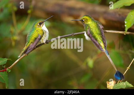 Raquette à bottes blanches - paire d'Ocreatus underwoodii, mâle et femelle d'oiseau vert de colibri dans les brillants, tribu Heliantheini dans les Lesbiinae, Banque D'Images