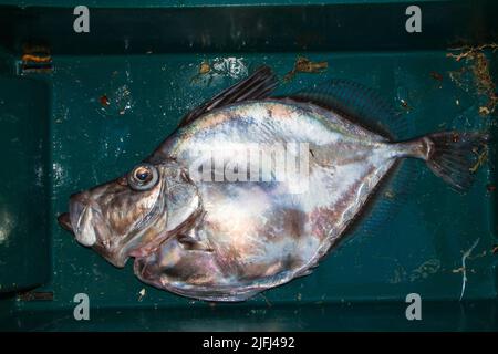 Un regard sur la vie en Nouvelle-Zélande. Poissons de mer pêchés commercialement: Mirror Dory (Zenopsis nebulosa). Forme et coloration spectaculaires. Banque D'Images