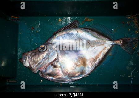 Un regard sur la vie en Nouvelle-Zélande. Poissons de mer pêchés commercialement: Mirror Dory (Zenopsis nebulosa). Forme et coloration spectaculaires. Banque D'Images