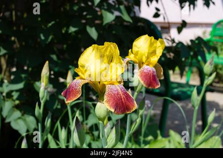 Fleur d'iris orange sur fond de verdure Banque D'Images