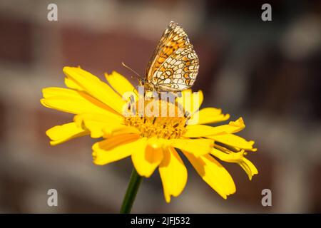 Le papillon fritillaire de Heath (Melitaea athalia) Banque D'Images