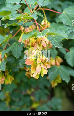 Graines d'érable à sycomore aillées avec feuillage d'été vert. Acer pseudoplatanus Banque D'Images