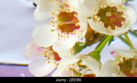 Boutons de fleurs de jasmin sous l'eau. Films. De belles fleurs douces dans une eau en pleine effervescence. Banque D'Images