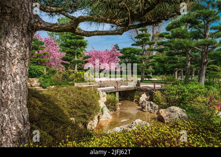 Jardin japonais à Nordpark, Düsseldorf, Allemagne Banque D'Images