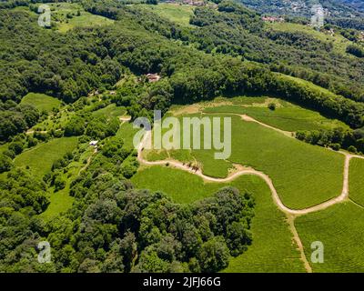 Cascades vertes de plantations de thé dans les montagnes Banque D'Images
