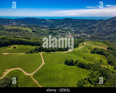 Cascades vertes de plantations de thé dans les montagnes Banque D'Images