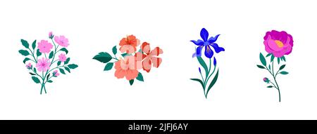 Illustrations fleurs botaniques printanières. Fleurs de jardin en fleurs. Iris, pivoine, anémone et hibiscus. Illustration de Vecteur