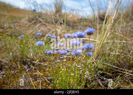 Fleur de jasione montana, embout de mouton, bonnets bleus, boutons bleus, Marguerite bleue et fleur de fer. Banque D'Images