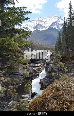 Canada, Rocheuses, chutes Athabasca Banque D'Images
