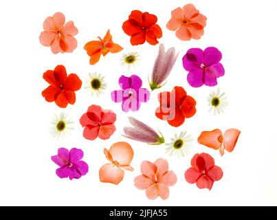Fleurs assorties sur fond blanc Banque D'Images