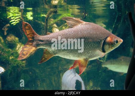 Gros plan sur une barbe en aluminium dans un aquarium avec le niveau de surface en arrière-plan. Banque D'Images