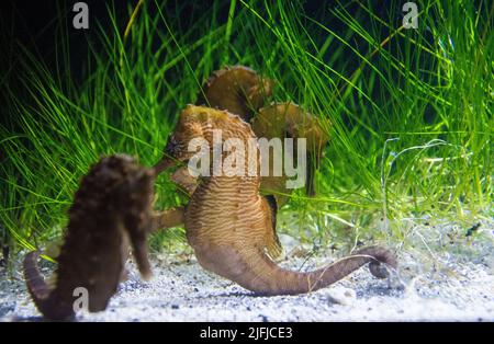 Hippocampe bordé (Hippocampus erectus) dans un réservoir de sable et d'herbe de mer verte à l'Aquarium de Baltimore. Banque D'Images
