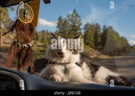 Chat animal posé sur le tableau de bord de voiture avec beau dreamcatcher. Van Life, Voyager, aventure Cat. Banque D'Images