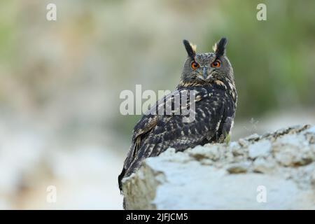 Un grand hibou marron se trouve sur la roche. Bubo Bubo, gros plan. La chouette-aigle eurasienne Banque D'Images