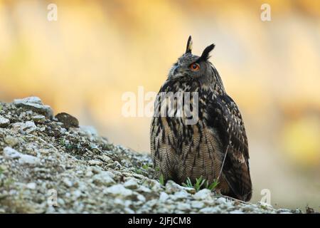 Un grand hibou marron se trouve sur la roche. Bubo Bubo, gros plan. La chouette-aigle eurasienne Banque D'Images