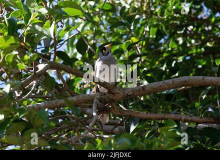 Un mineur australien bruyant (Manorina melanocephala) perché sur un arbre à Sydney, Nouvelle-Galles du Sud, Australie (photo de Tara Chand Malhotra) Banque D'Images