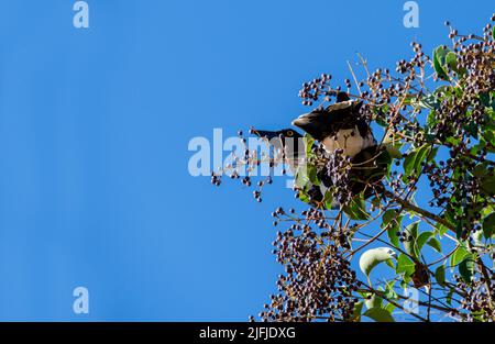 Un pied australien Currawong (streppera granculina) sur un arbre à Sydney, Nouvelle-Galles du Sud, Australie (photo de Tara Chand Malhotra) Banque D'Images