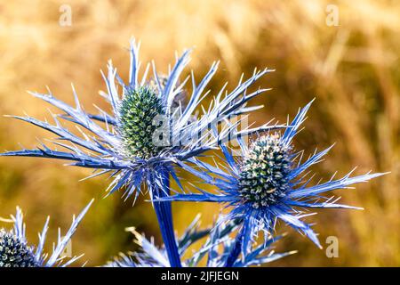 Blue Hobbit, Sea Holly, Eryngium Planum fleurs Banque D'Images