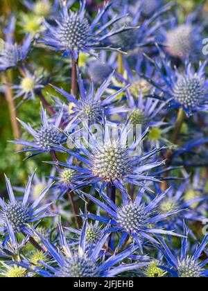 Blue Hobbit, Sea Holly, Eryngium Planum fleurs Banque D'Images