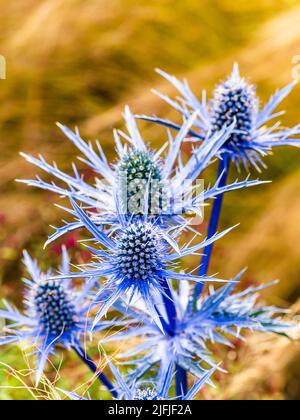 Blue Hobbit, Sea Holly, Eryngium Planum fleurs Banque D'Images