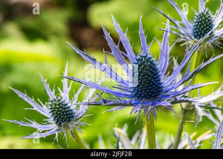 Blue Hobbit, Sea Holly, Eryngium Planum fleurs Banque D'Images