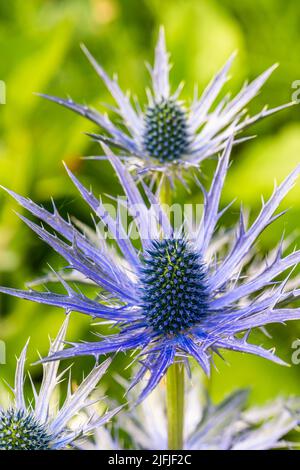 Blue Hobbit, Sea Holly, Eryngium Planum fleurs Banque D'Images